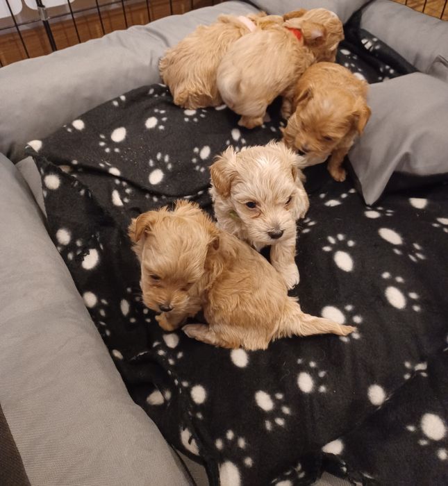 Maltipoo-suczka z czipem i rodowodem