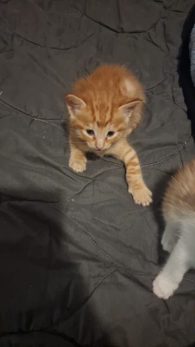 Gatos para adoção