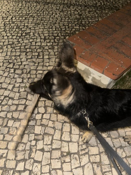 Pastor alemao 7 meses