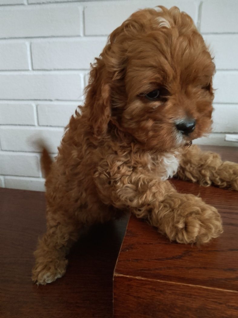 Cavapoo F1 piesek