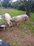 Bisaros puros a venda
