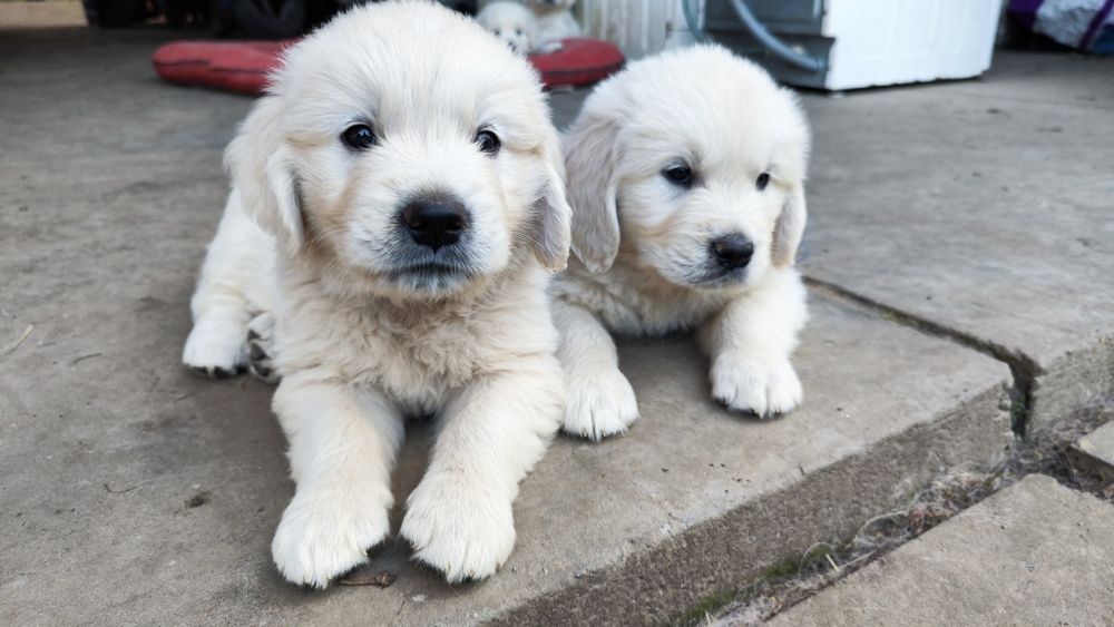 Золотистий ретривер golden retriever