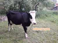 Корова з телятком