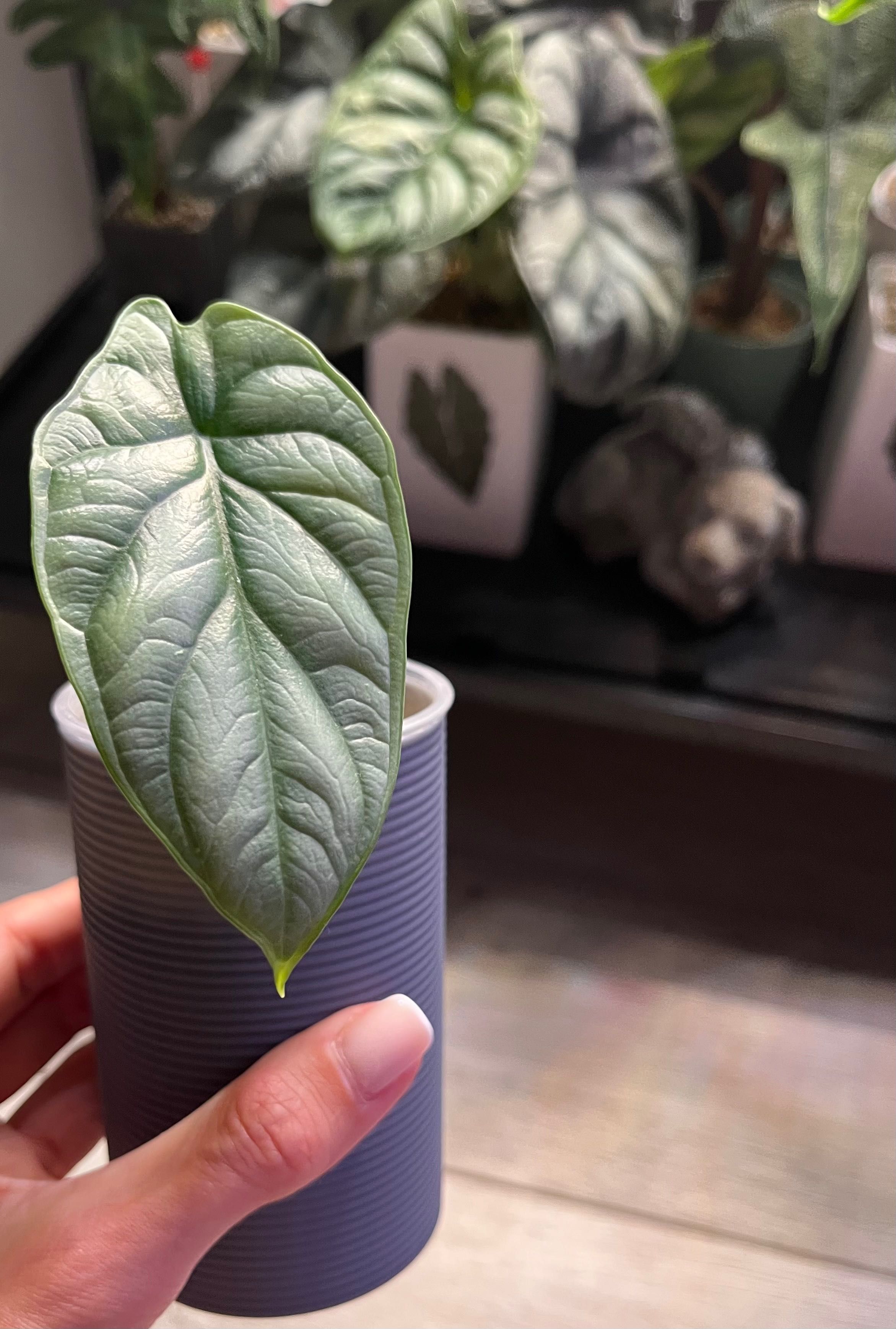 Alokazja Silver Dragon variegata hydroponika sadzonka Alocasia var