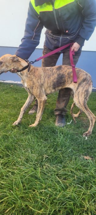 Sprzedam Charta Greyhund