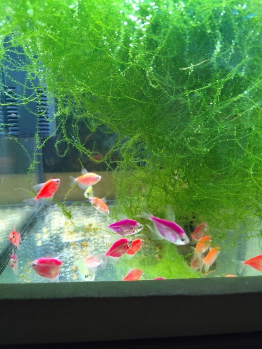 Tetra  kolorowa ok 3-4 cm