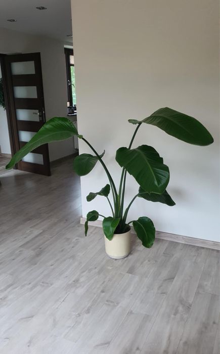 Duży kwiat doniczkowy Strelicja 135 cm