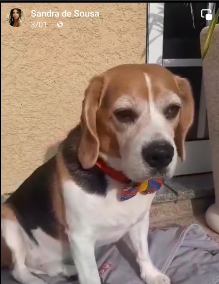 Beagle para adoção