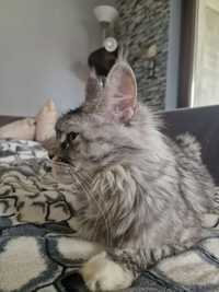 Maine Coon kotka niebieski srebrny