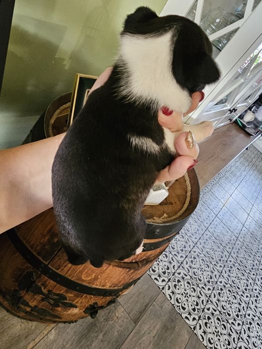 Boston terrier suczka Fci pregowana rezerwacja na grudzień