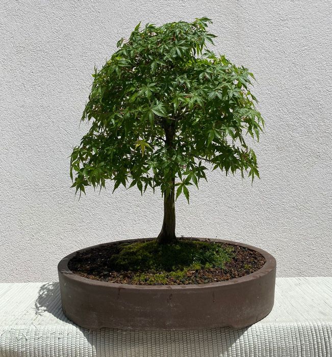 Bonsai Acer Alta qualidade