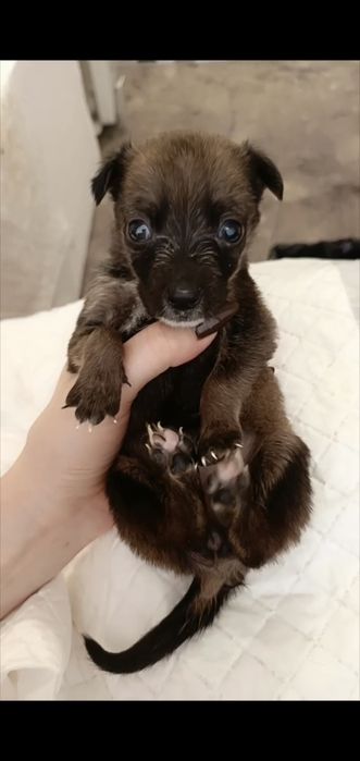 Шукаємо родину для цуценяток