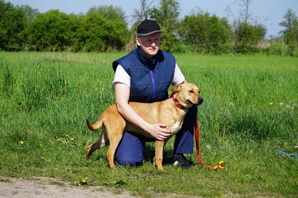 Celka - rewelacyjna sunia szuka domu