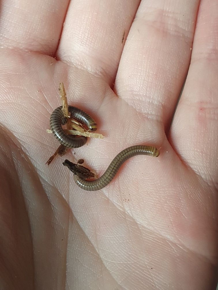 Anadenobolus monilicornis - krocionogi idealne dla początkujących