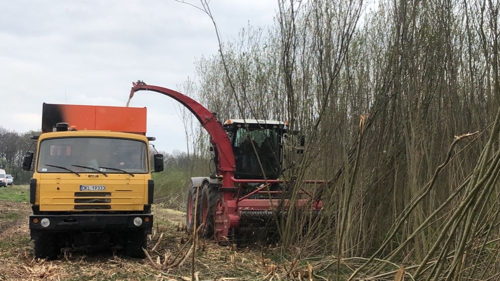 Likwidacja plantacji wierzby , usuwanie  zagajników ze zbiorem biomasy