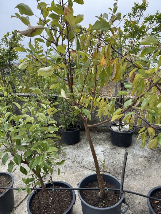 Macieira redlove calypso