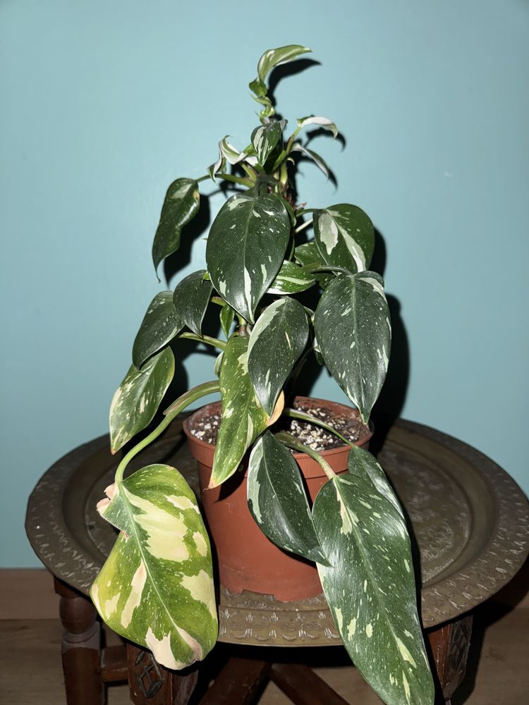 Plantas raras - últimas oportunidades