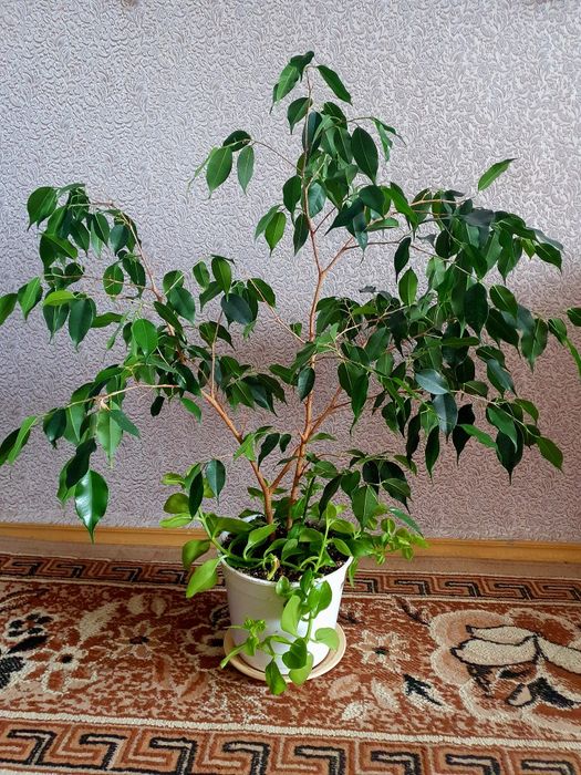 фікус, монстера делікатесна