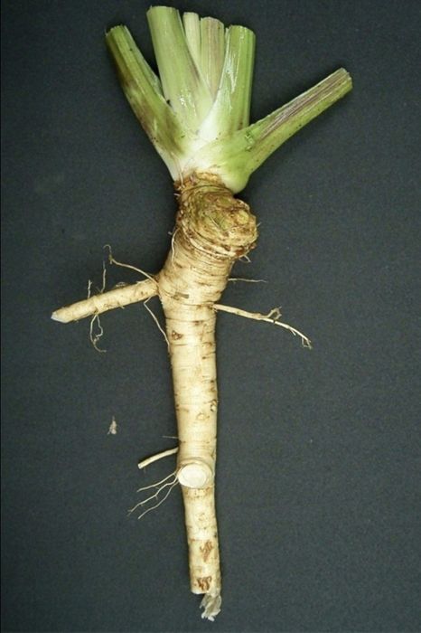 Chrzan sadzonki Eko naturalne