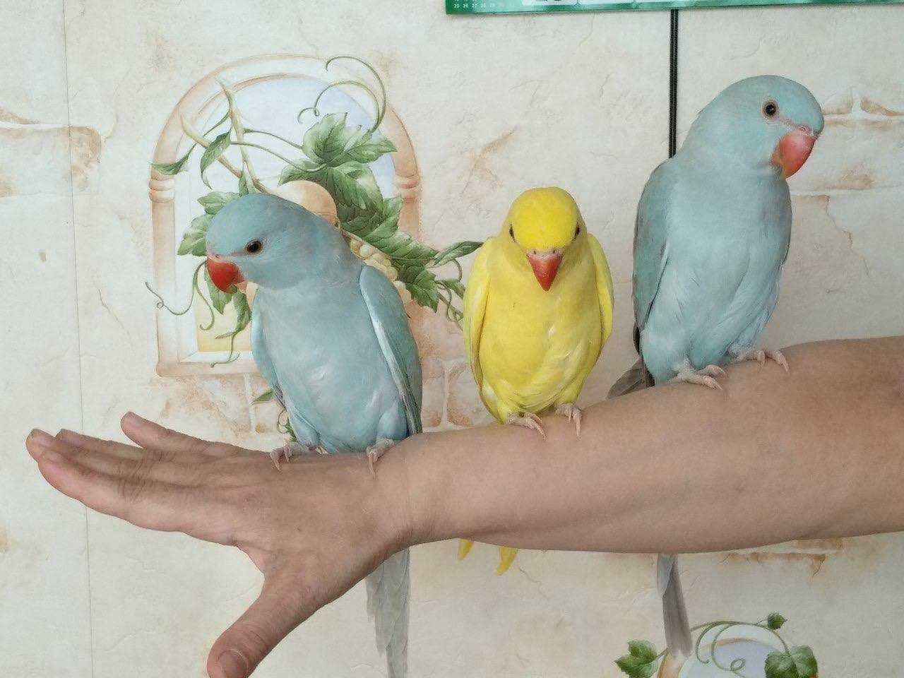 Ожерелові папуги (пташенята і дорослі)