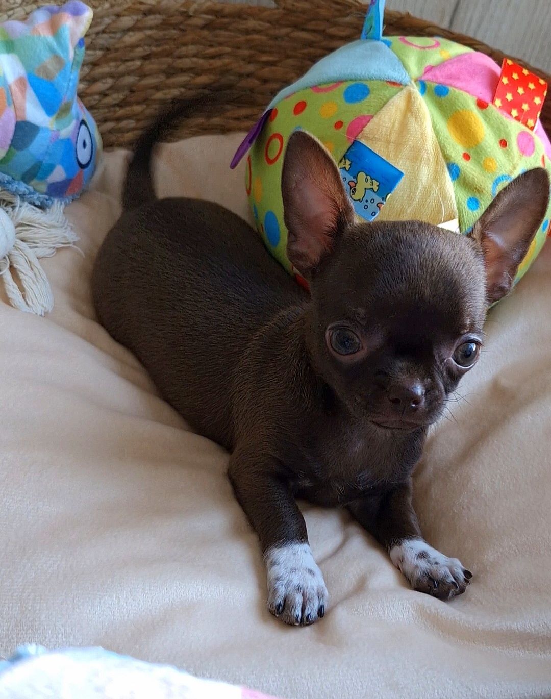 Czekoladowa dziewczynka Chihuahua ** CANDY **