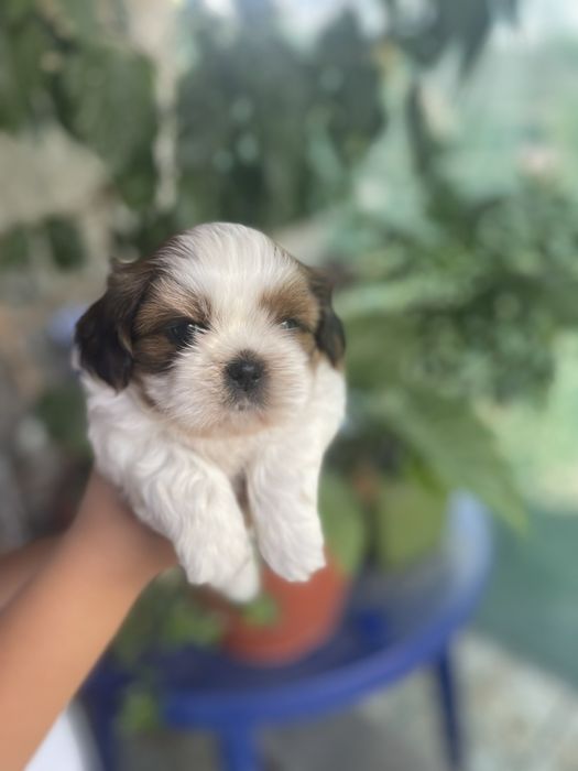 Хлопчики Ши-тцу