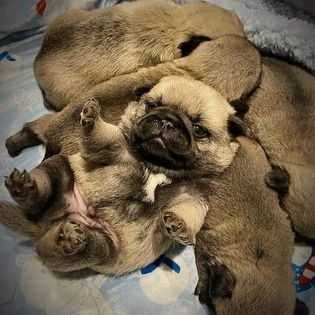 Cudowny mops Najlepszy ZKWP FCI