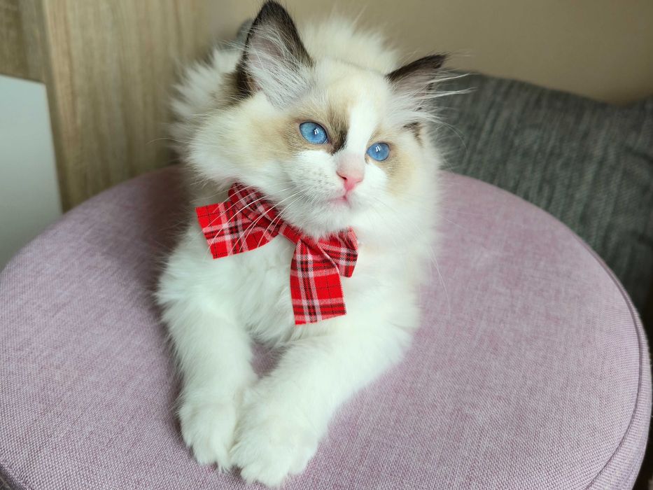 Kot rasy ragdoll rodowód FPL Warszawa/ Lublin