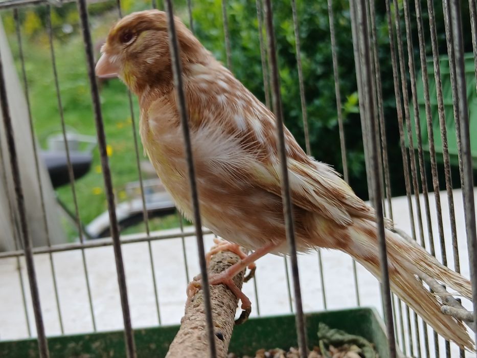 Kanarki samce bastardy