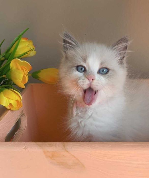 Prześliczny i delikatny kociak rasy Ragdoll.