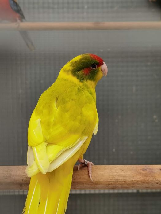 Kakarikis Verdes, Spangle