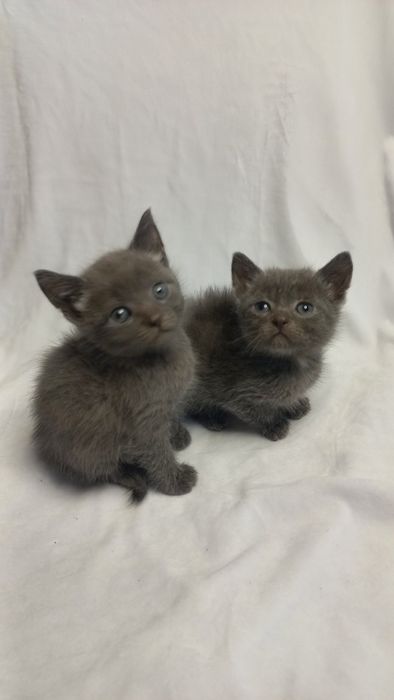 Кошенята в добрі руки