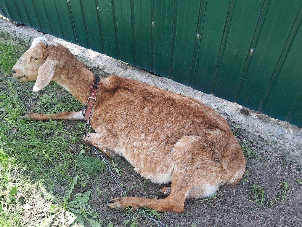 Нубійські козенята
