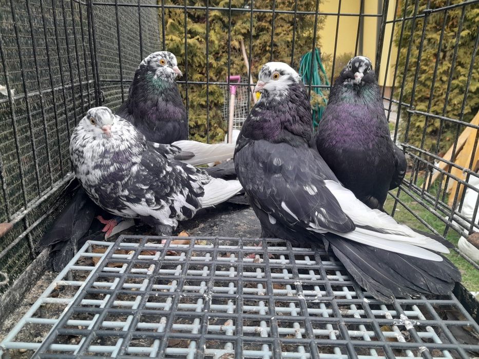 Gołębie mikołajewskie białogłówki