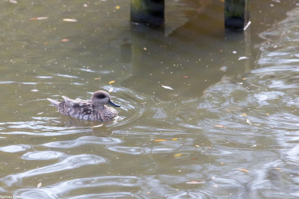 Kaczki ozdobne Marmurki pary i samice    2025