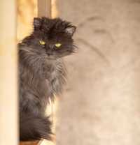 Хагрид, серый большой контактный кот. 2 года