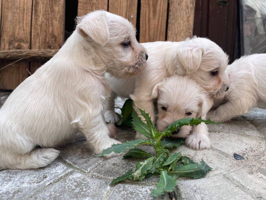 Щенки Цвергшнауцер белого окраса