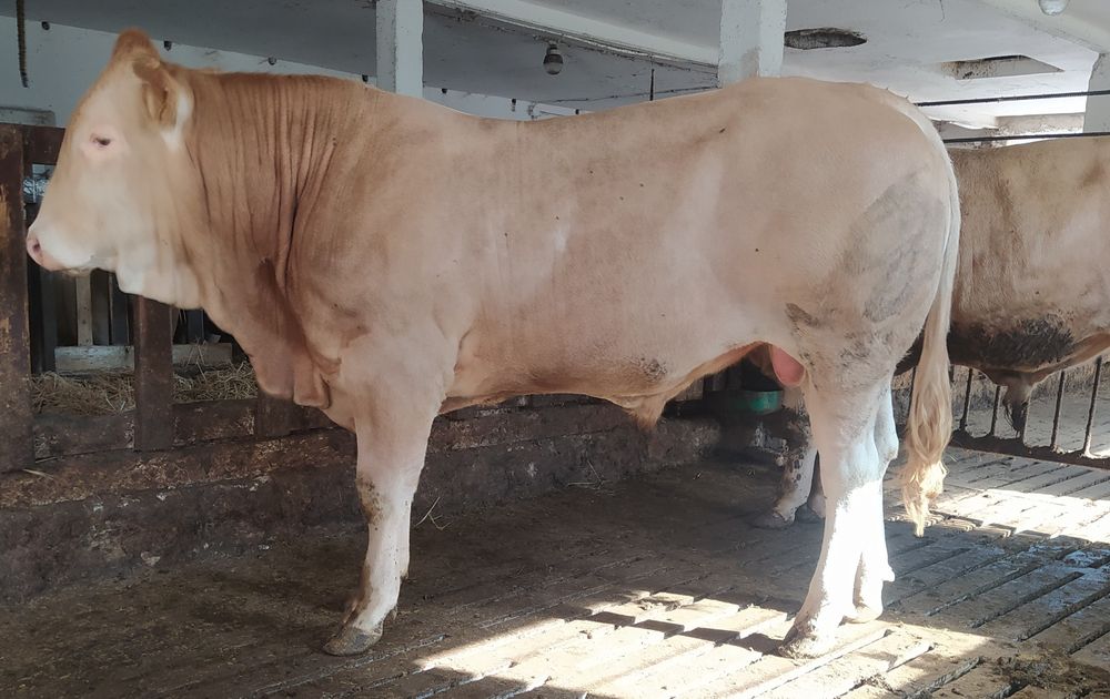 Byki mięsne Blonde d Aquitaine 100 % rasy Pod oceną