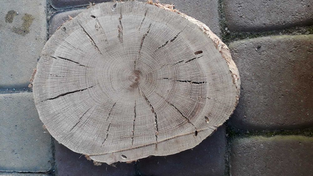 Plastry drewna dąb suche ,plaster drzewa   dębowe