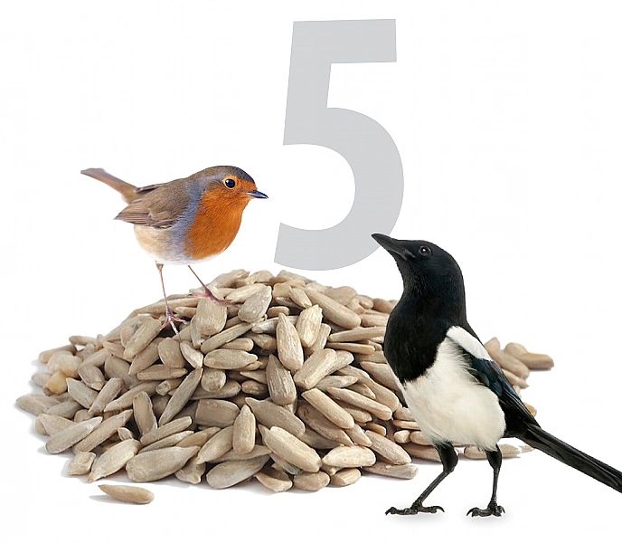 5kg SŁONECZNIK ŁUSKANY 99% ziarno karma zimowa dla ptaków CHAMPI