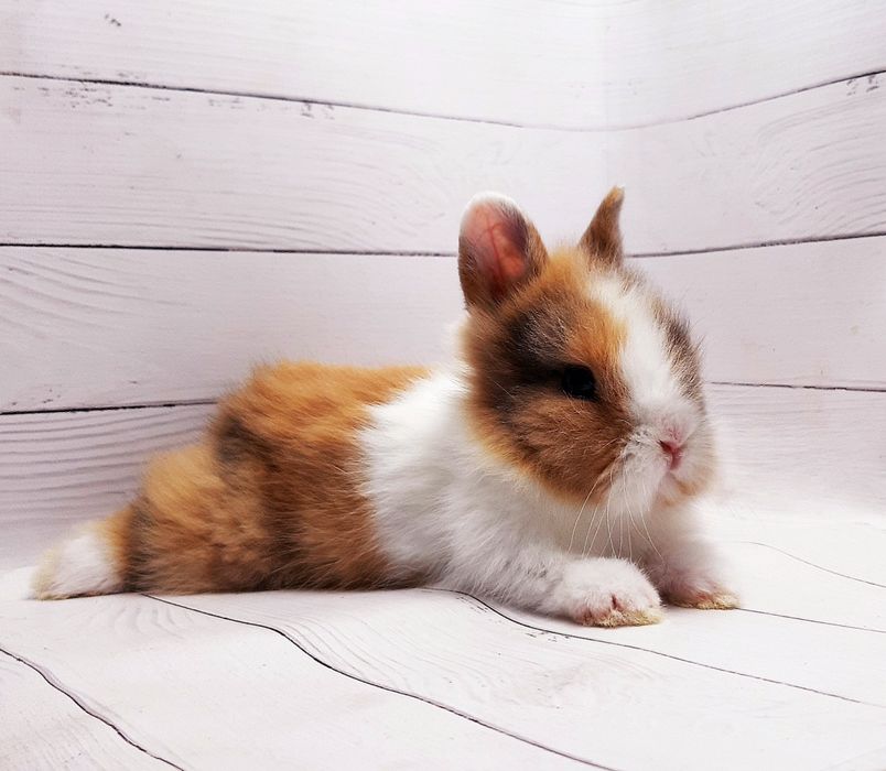 Карликовые мини кролики торчеухие и вислоухие декоративные,клетки,корм