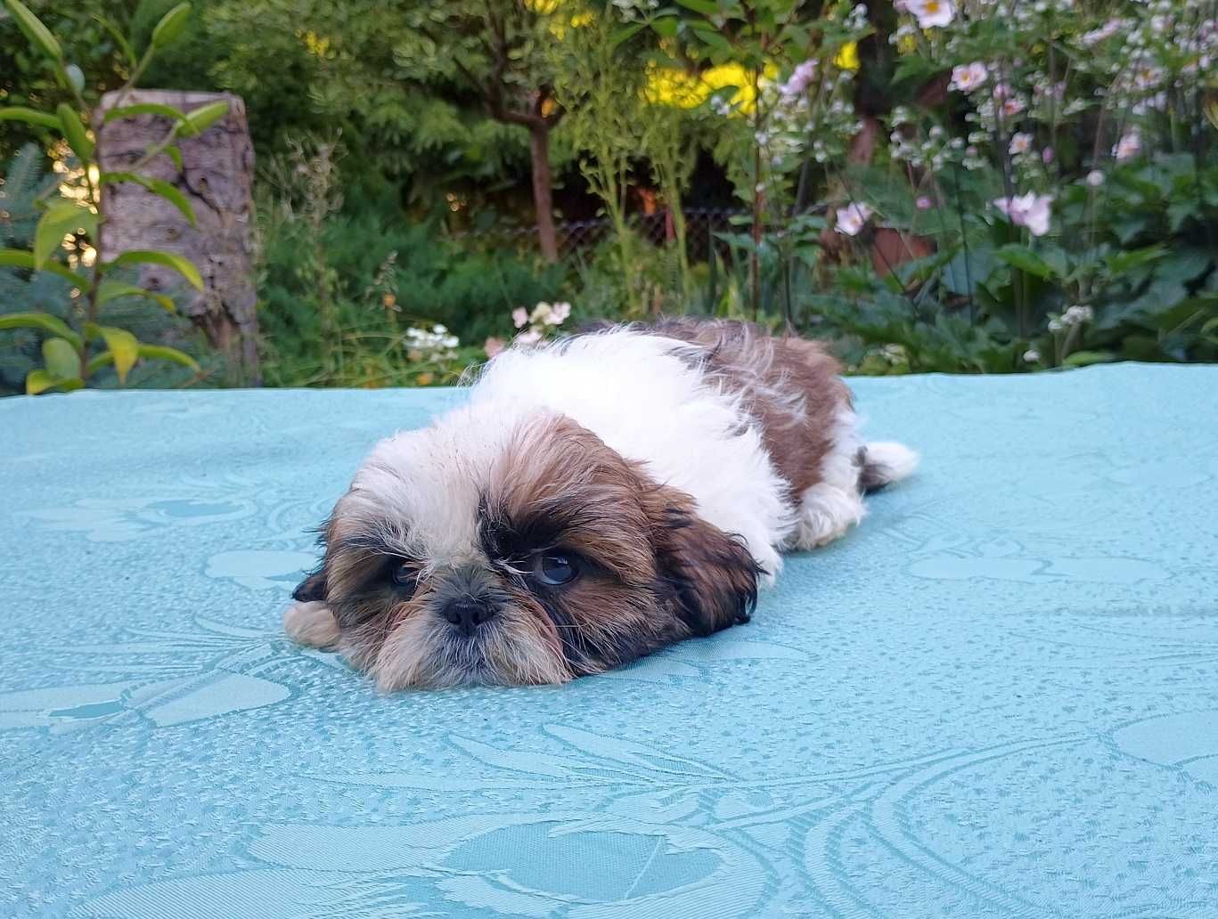 Suczka Szczeniak Shih TZU - Tricolore.