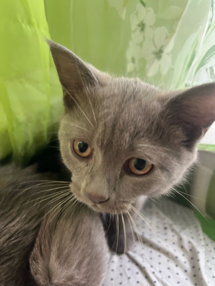 Котенок в хорошие руки бесплатно