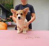 Welsh corgi pembroke FCI