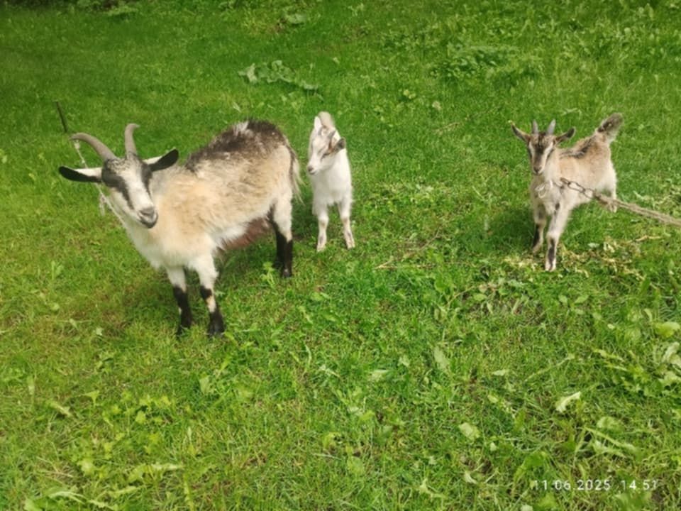 Коза + 2 козенят