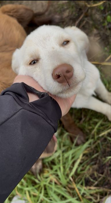 Urocze szczenieta za darmo