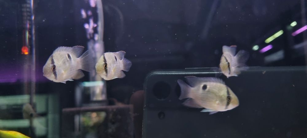 Akara z maroni (wysyłamy)