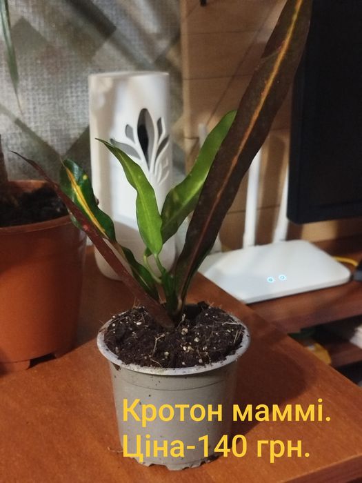 Драцена.Кротони маммі.Фіалка.Стреліция Регіна.Замік Равен.Спатік даймо