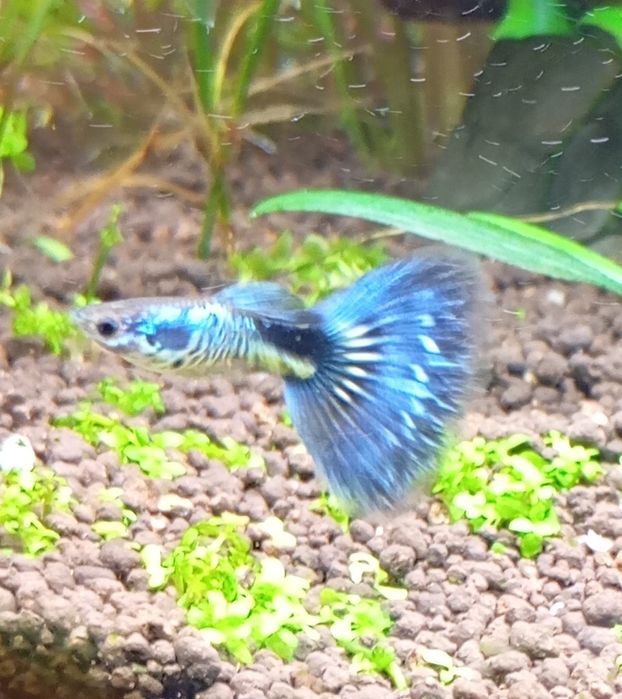 Guppies Blue Galaxi