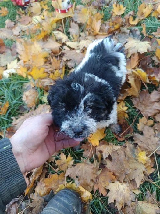 Hawańczyk szuka nowego domu